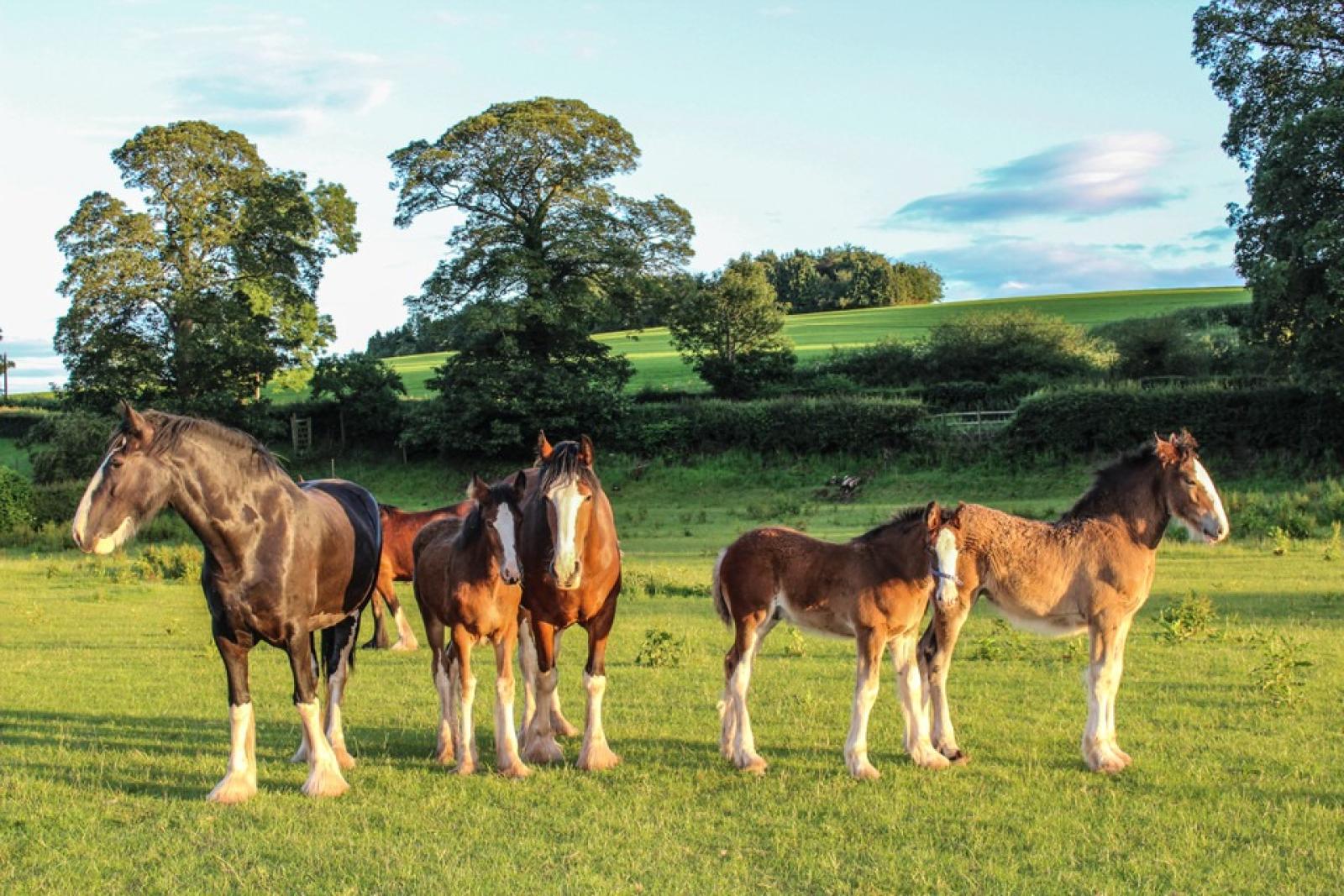 Cotebrook Shire Horse Centre