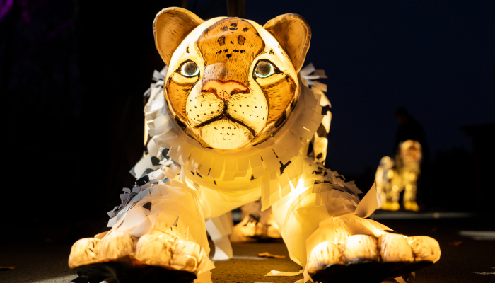 Lanterns and Light at Chester Zoo