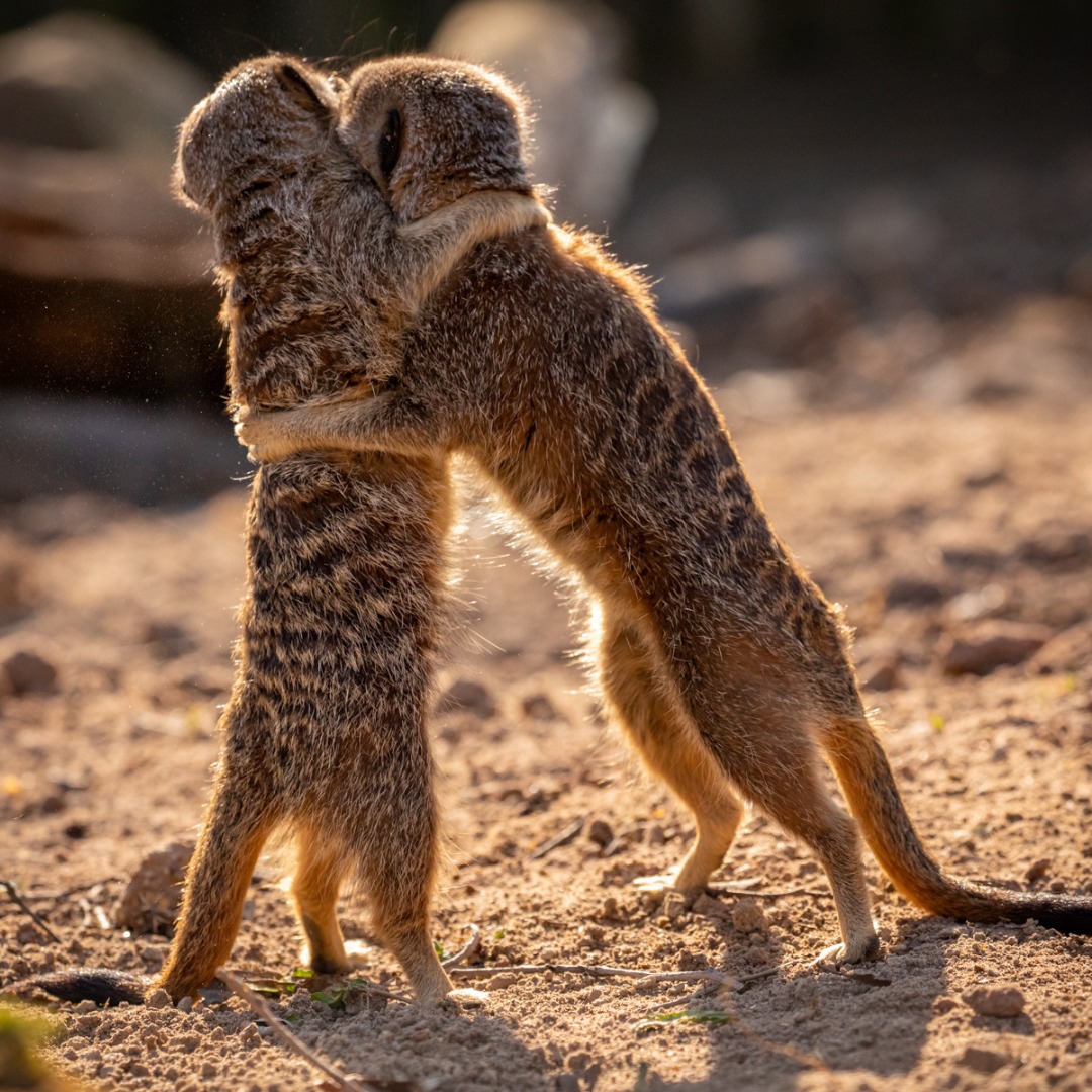 Knowsley Safari Park 